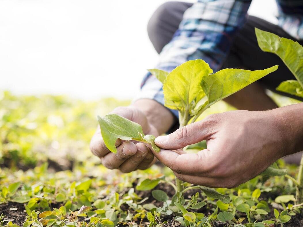 Agriculture