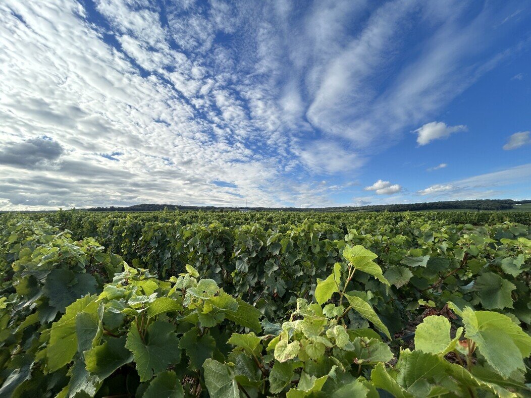 Photo de Champ viticole