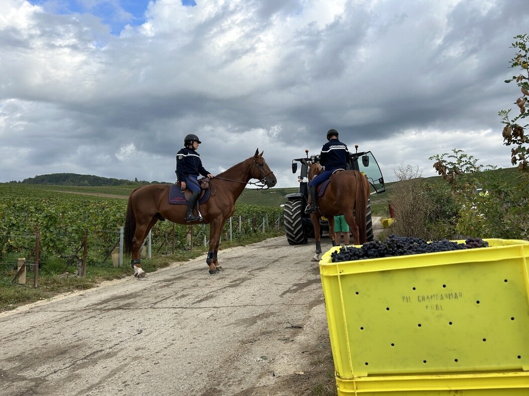 Photo d'un contrôle lors des vendanges