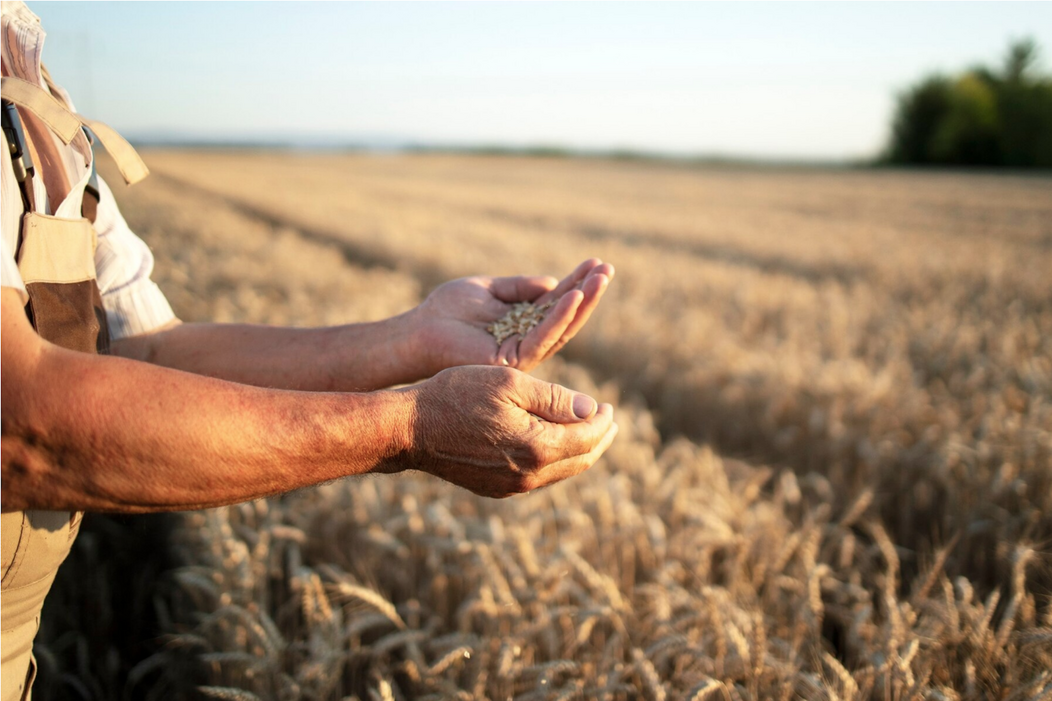 Photo d'un agriculteur prenant du blé