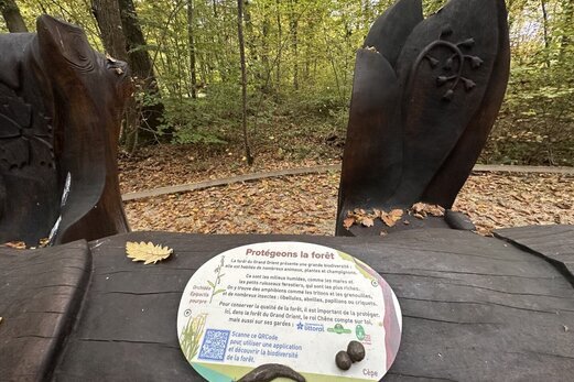 Des îlots de senescence au parc de la forêt d'orient pour préserver la biodiversité