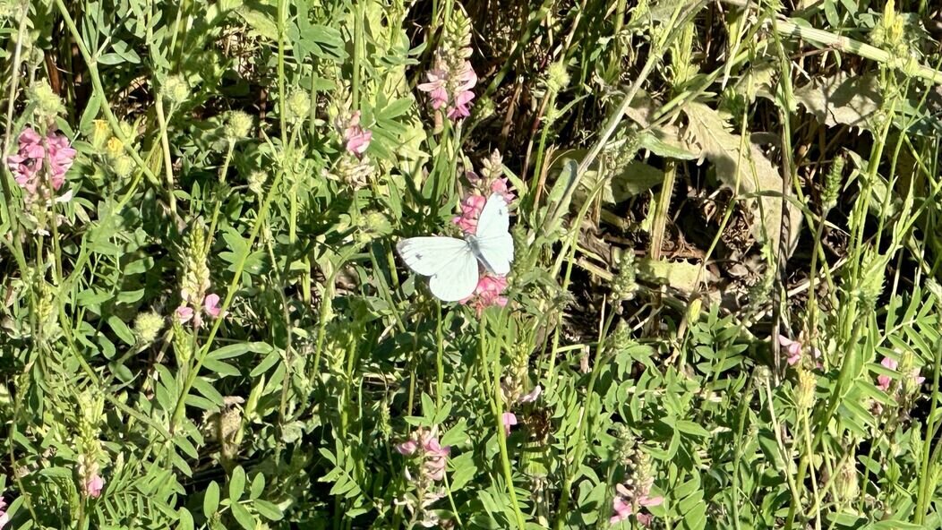 Photo de sainfoin