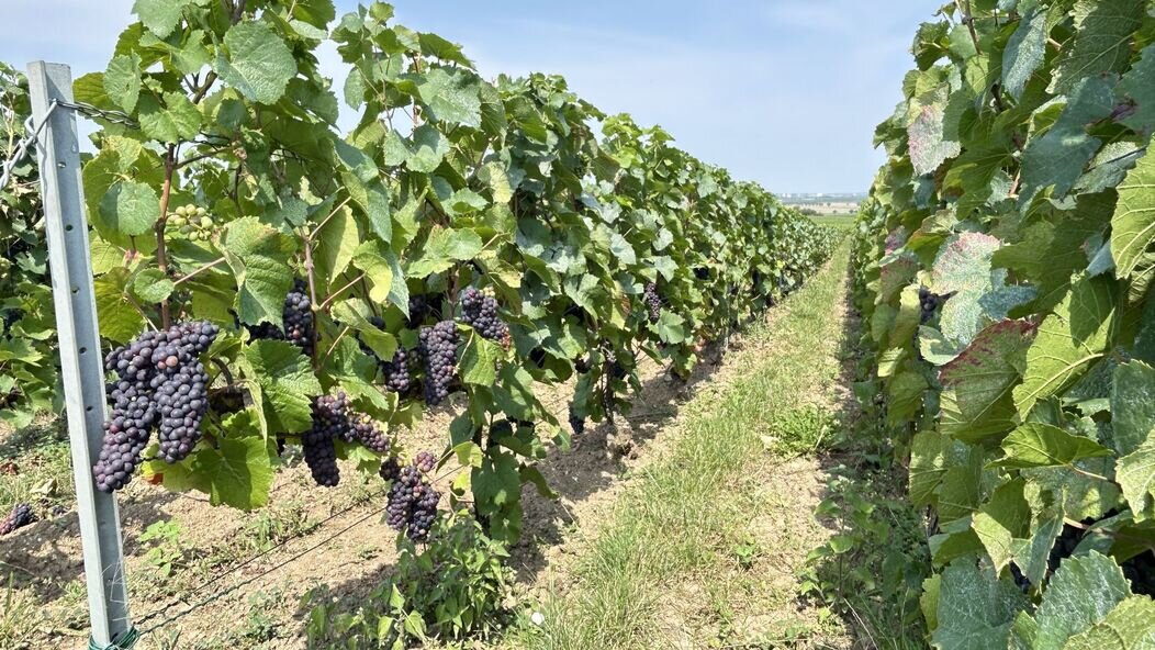 Photo de vignes
