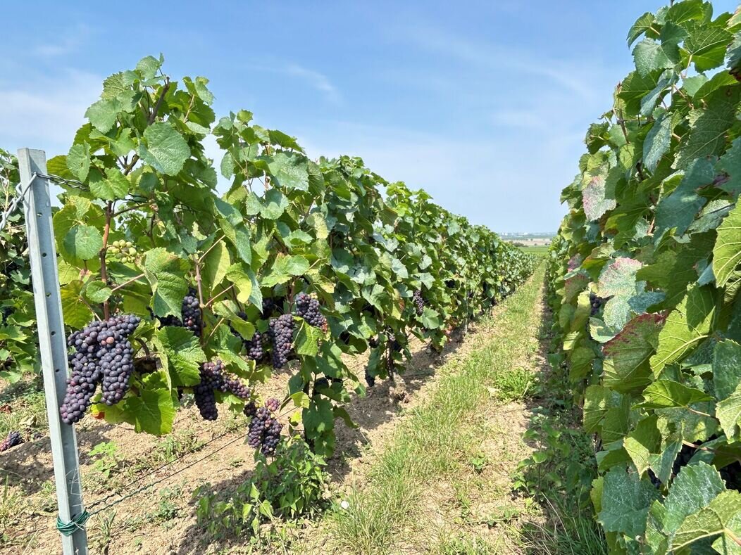 Photo de vignes