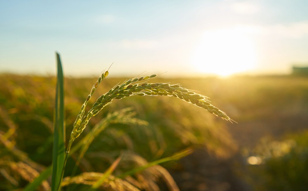 Photo d'un champs de blé