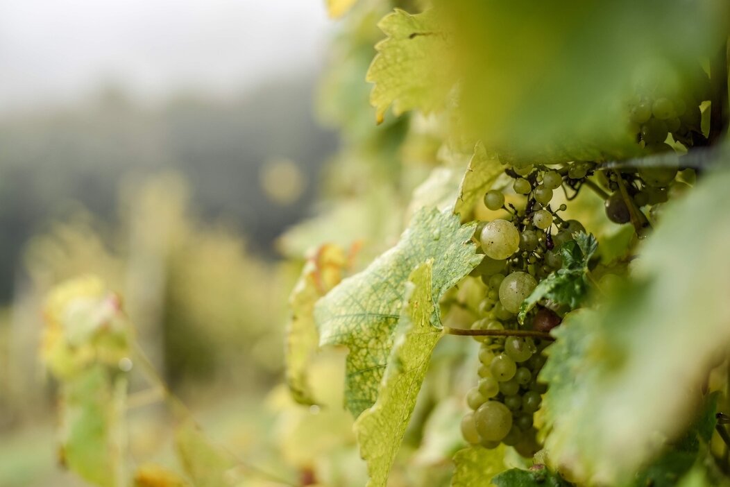 Photo de vignes de raisin