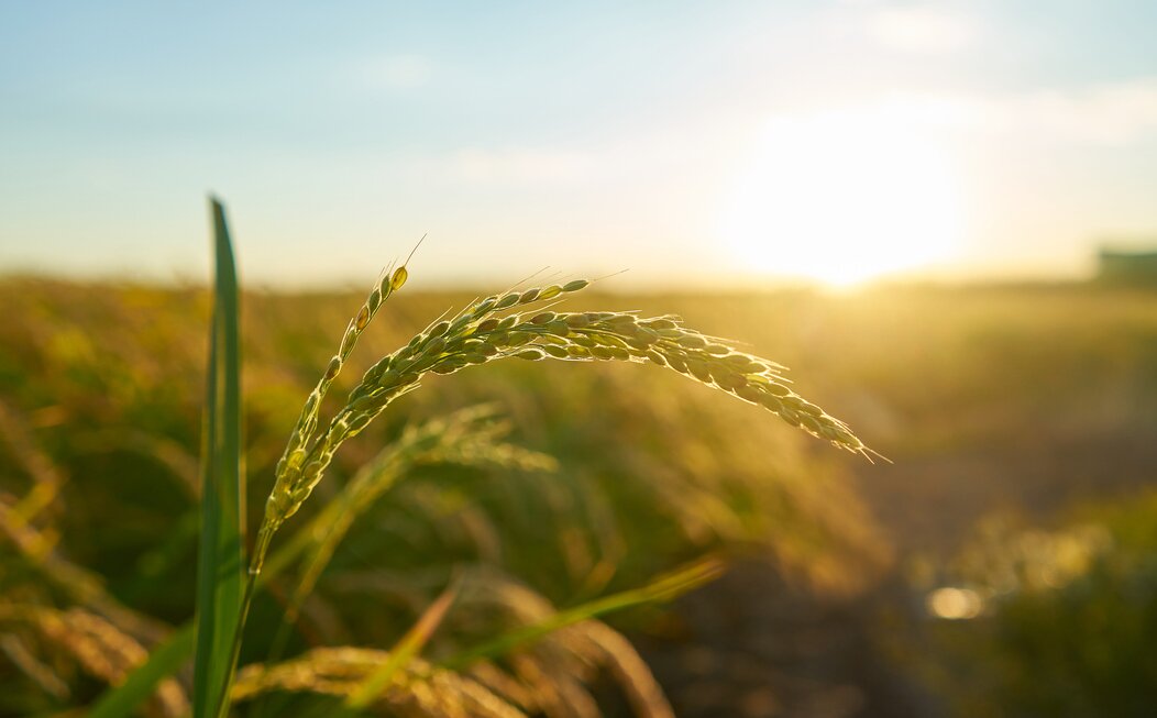 Photo d'un champs de riz